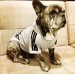 Adidog Köpek Sweatshirt Gri Ufak Irklar İçin