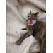 Anchor Denim Kedi Bandana, Fular, Kedi Kıyafeti Kedi Elbisesi, Kedi Tasması