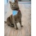 Blue Bunny Kedi Bandana, Fular, Kedi Kıyafeti Kedi Elbisesi, Kedi Tasması