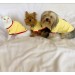 Kaykay Oval Yaka Tişört Köpek Kıyafeti Köpek Elbisesi