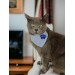 King Blue Kedi Bandana, Fular, Kedi Kıyafeti Kedi Elbisesi, Kedi Tasması