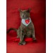 Love You Kedi Bandana, Fular, Kedi Kıyafeti Kedi Elbisesi, Kedi Tasması