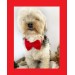 Maxi Rouge Köpek Papyonu Kurdela Tasma Yılbaşı Noel