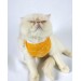 Orange Stripe Atlet Kedi Kıyafeti Kedi Elbisesi