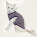 Purple Stripe Atlet By Kemique Kedi Kıyafeti Kedi Elbise