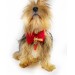 Şanslı Nal Köpek Papyonu Kurdela Tasma Yılabşı Noel
