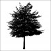 Ağaç Ve Gül Resi̇mleri̇ Folyo Sti̇cker