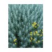 2 Adet Lavantin - Santolin (Santolina Chamaecyparissus)30-40 Cm