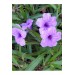 2 Adet Meksika Petunyası Çiçeği - Ruelya (Ruellia)120-150 Cm