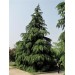 3 Yaş Tüplü Toros Sediri (Katran) Ağacı Fidanı (120-150 Cm)