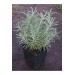 4 Adet Lavantin - Santolin (Santolina Chamaecyparissus)30-40 Cm