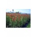 5 Adet Alev Çalısı (Photinia Red Robin) 70-100 Cm