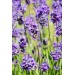 5  Adet Lavanta Çiçeği Fidanı (Lavandula Officinalis) Fidanı 30-40 Cm