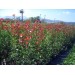 Alev Çalısı (Photinia Red Robin) 70-100 Cm
