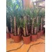 İthal Yuka Bi̇tki̇si̇ (Yucca Massengena) 2 Gövdeli 90-110 Cm