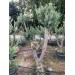 Saksida 20-25 Yaş Gemli̇k Zeyti̇n Ağaci Boy 170-200 Cm