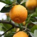 Tüplü 1 Yaş Volkamari̇ana Li̇mon Anaci 60-80 Cm(Aşılanabilir Veya Reçellik Limon Meyvesi Alınabilir )