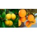 Tüplü Aşili Bodur Saksilik Nevali̇na Portakal+ Yedi̇veren Li̇mon 2 Yaş Boy 70-80Cm