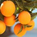 Tüplü Aşili Erkenci̇ Naveli̇na Portakal Yaş 1-2 Boy 90-110Cm