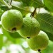 Tüplü Guava Fi̇dani Yaş 2 Boy 100-130 Cm