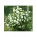 Tüplü Viburnum Opulus Sterile (Çınar Yapraklı Kartopu)Bi̇tki̇si̇ 80-110 Cm