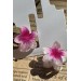 2'Li  Lotus Çiçek Figürlü Mandal Toka Pembe Sbt1637