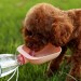 Shopzum Evcil Hayvan Plastik Yıkanabilir Taşınabilir Su Şişesi Bağlantılı Su Kabı