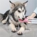 Shopzum Taşınabilir Evcil Hayvan Suluğu Seyahat Kabı Kilitlenebilen Su Sızdırmaz Kap 350 Ml