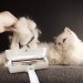 Shopzum Hazneli Kedi Köpek Evcil Hayvan Kazak Kıyafet Elbise Halı Yatak Tüy Temizleyici Kıl Toz  Top