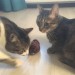 Shopzum Kurmalı Kedi Eğitim Oyuncağı Tüylü Peluş Fare Yakalama İnteraktif Sevimli Eğlenceli Oyuncak