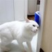 Shopzum Pratik Kedi Tüyü Kaşıma Ve Tarama Aparatı Duvara Monte Kaşıma Aleti