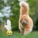 Shopzum  Renkli Hasır  Tüylü Oyun Topu (Catnipli) İlgi Çekici Eğlenceli  Eğitici Evcil Hayvan Oyun