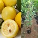 6 Yaş Aşılı Limequat-Süs Limonu Fidanı, Torbada