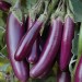 Doğal Long Purple Patlıcan Tohumu (50 Tohum)