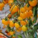 Heirloom Gold Cherry Nugget Domates Tohumu (15 Tohum)