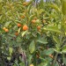Kabuklu Yenilebilir Süs Mandalinası (4 Yaş)