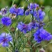 Katmerli Mavi Kantaron Çiçeği Tohumu 1 Paket (15 Adet)