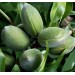 Tüplü, Aşılı Guara Geçci Badem Fidanı (Meyve Verir Yaşta)