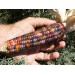 Yerli Gökkuşağı (İndian Rainbow Corn) Mısır Tohumu (15 Adet)