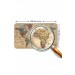 Ahşap Görünümlü Türkçe Eğitici Detaylı Atlası Dekoratif Dünya Haritası Duvar Sticker  Karışık 