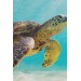 Deniz Kaplunbağası Dekoratif Kanvas Duvar Tablosu Karışık 125 X 70