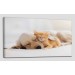 Golden Köpek İle Uyuyan Yavru Kedi Dekoratif Kanvas Tablo 1176 Karışık 150 X 85