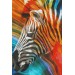 Renkli Zebra Yağlıboya Görünüm Dekoratif Kanvas Duvar Tablosu Karışık 50 X 50