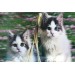 Parti Aksesuar 5D Elmas Boyama Sevimli Kediler İkili Kedi Resmi Tablosu 40X60 Cm