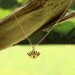 Kuyumcudukkani "Kirpikleri Kahverengi Taşlı Göz"Figürlü Kolye