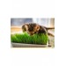 Kedilerin Sevdiği Kedi Çimi Tohumu, 7 Yıl Kök Ömürlü Kedi Çimi