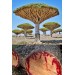 Doğal Kan Ağacı Bloodwood Tesbih El İşi Püsküllü Tesbih Modeli