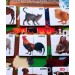Tox ( Evcil Hayvanlar ) Parça-Bütün Eşleşmeler Keçe Cırtlı Aktivite Sayfası - Çocuk Etkinlik, Eğitici