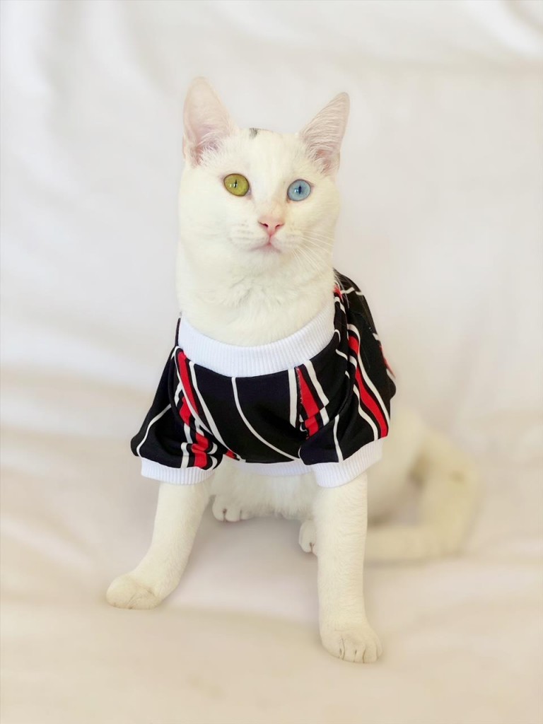 Black Red White Çizgili Oval Yaka Tişört Kedi Kıyafeti Kedi Elbisesi