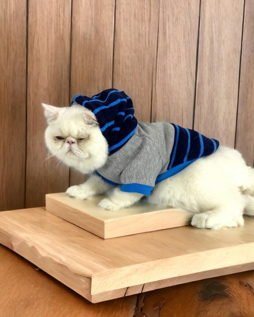 Blue Line Sweatshirt Kapşonlu Kedi Kıyafeti Kedi Sweatshirt